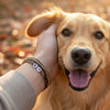 Happy golden retriever smiling at the camera in a fall park while a hand pets its head, wrist wrapped in a brown 67 bracelet from O Yeah Gifts, dog lover photo featuring 6-7 meme bracelet and six seven meme accessory, gen alpha brain rot aesthetic turned wholesome with pet-friendly 6-7 jewelry, viral 67 trend bracelet and six seven funny gift for dog owners, school safe bracelet and school friendly accessory that still nods to the 6-7 TikTok trend and IYKYK six seven slang.