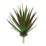 Pineapple Plant Top